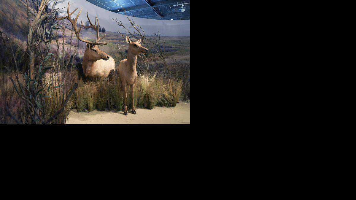 
Tule elk have taken up residence in an exhibit at the Great Valley Museum at Modesto Junior College’s Science Community Center on the west campus.
