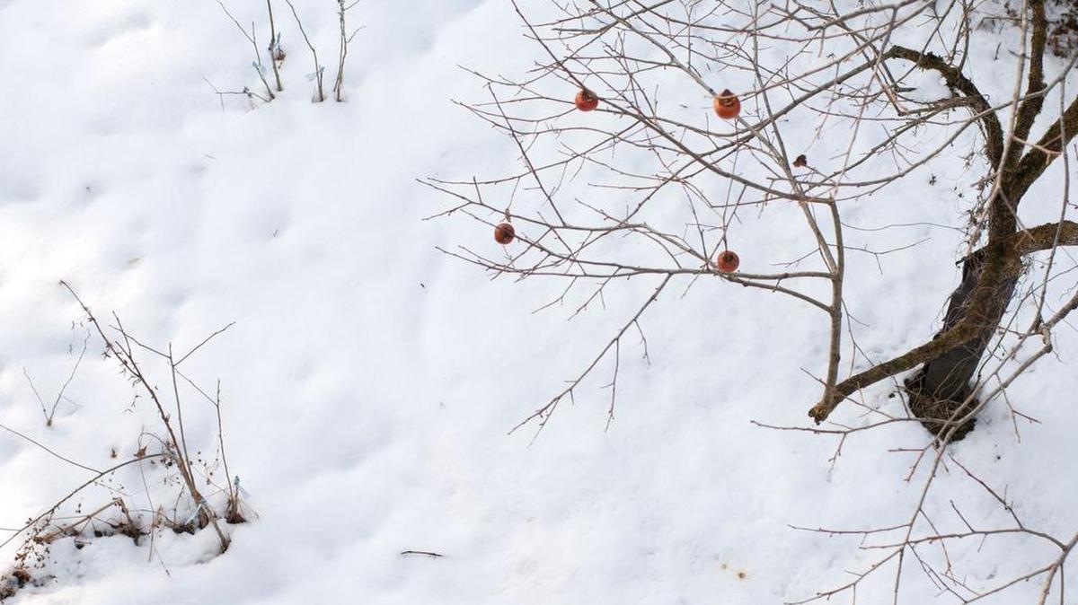Taijiro Ito, Untitled (Persimmon), 2008, will be part of the complementary photography at the Carnegie exhibit.