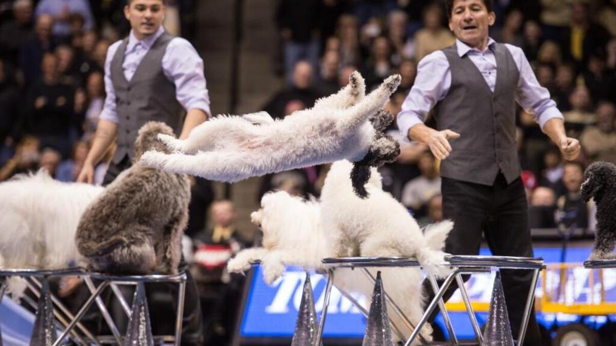 The Olate Dogs, who are put through their various motions by Nicholas Olate, left, and his father, Richard Olate, will perform at the State Theatre in Modesto at 2 p.m. Sunday.