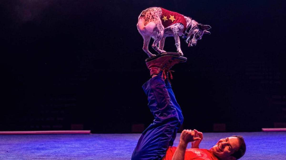 Stunt Dog Experience returns to the Gallo Center.