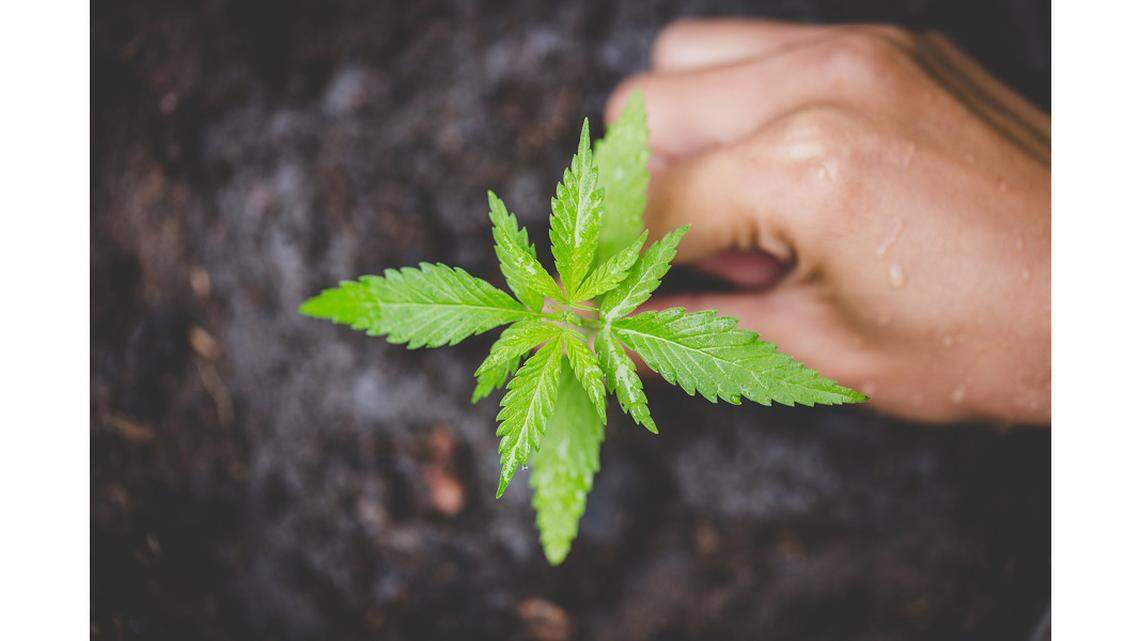 Too much weed, not enough money. Here are the cannabis industry’s goals for 2023 session