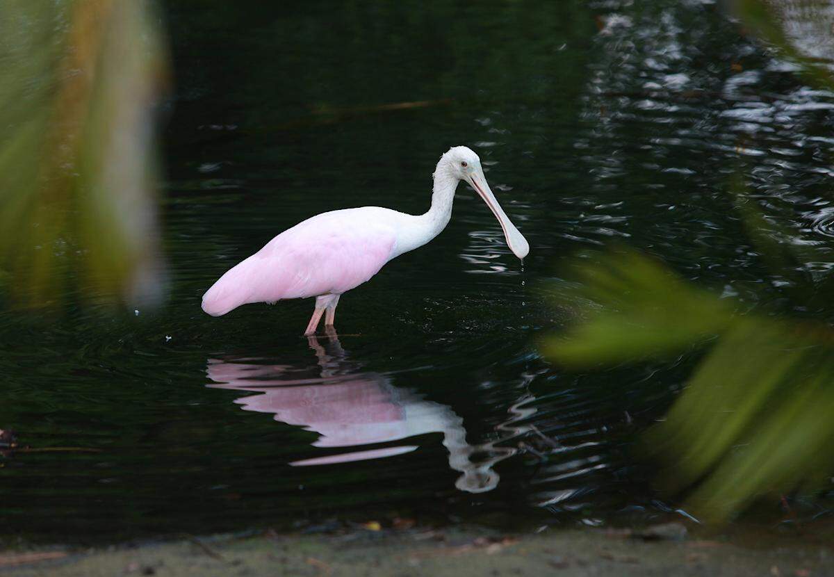 A roseate spoonbill feeds in a pond at the Bradenton Country Club in Florida in 2011.