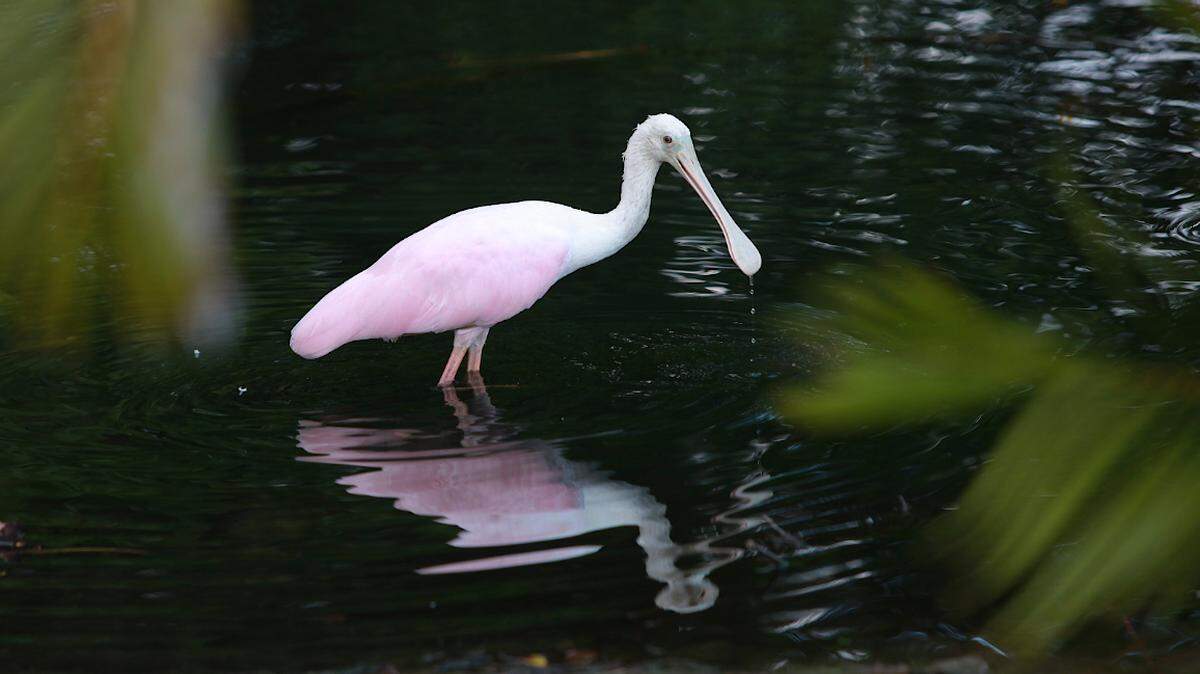A roseate spoonbill feeds in a pond at the Bradenton Country Club in Florida in 2011.