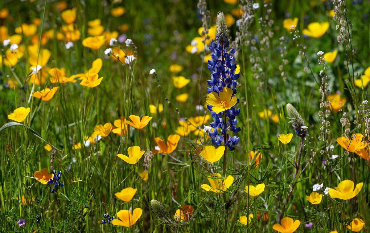 Wildflowers are in bloom, including poppies and silver lupine at the Knights Ferry Recreation Area in Knights Ferry, Calif., Wednesday, April 12, 2023.