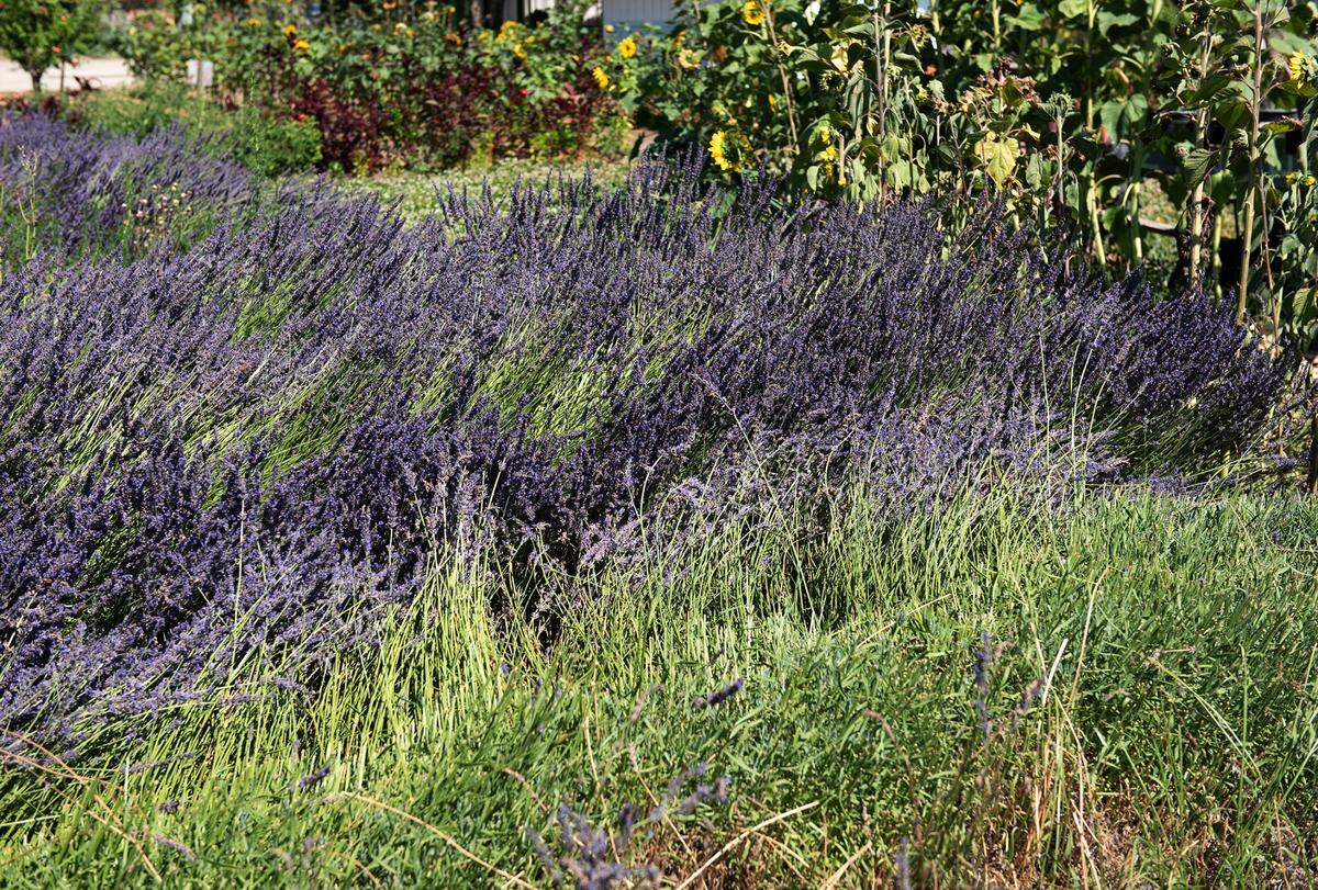 Lavender partially harvested at Zinc House Farm in Escalon, Calif., on Tuesday, June, 21, 2022.