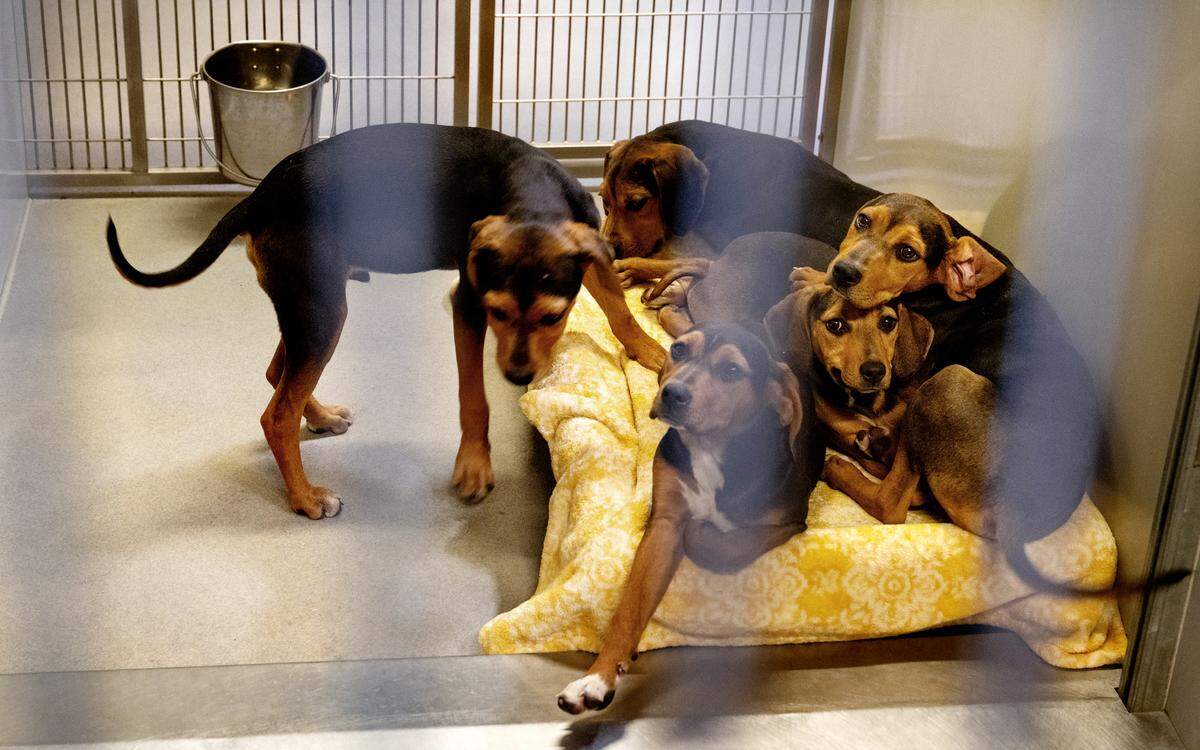 Sibling dogs wait for adoption at the Stanislaus County Regional Animal Services Center in Modesto, Friday, March 20, 2026.