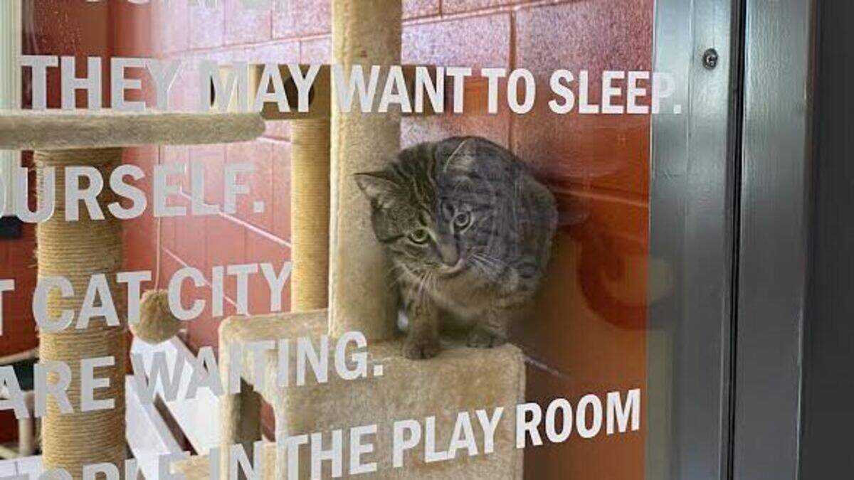 Gretel, a 1-year-old tabby, is pictured in the Cat City room at the Stanislaus Animal Services Agency on Feb. 6, 2023.