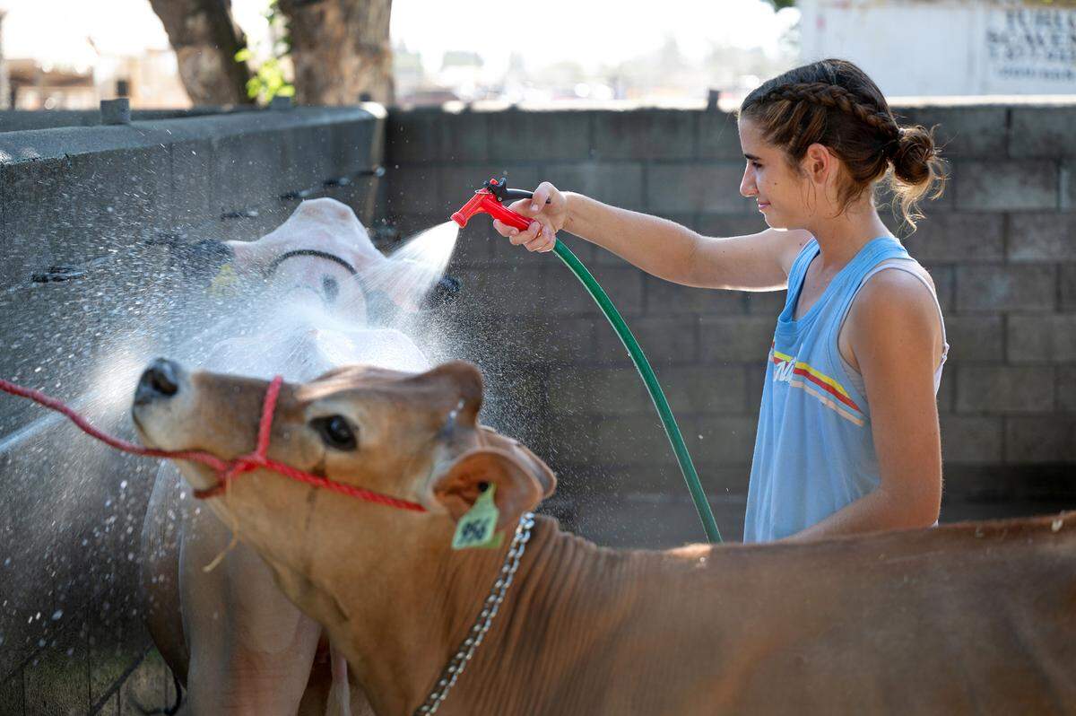 Turlock FFA member Chloe Chapman, 14, washes and cools down two calves, Bingo and Felicia, during the Stanislaus County Fair in Turlock, Calif., Wednesday, July 5, 2024.