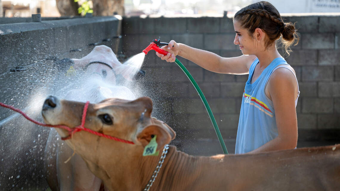 State bans poultry, dairy at county fairs due to bird flu. Details on Stanislaus, others