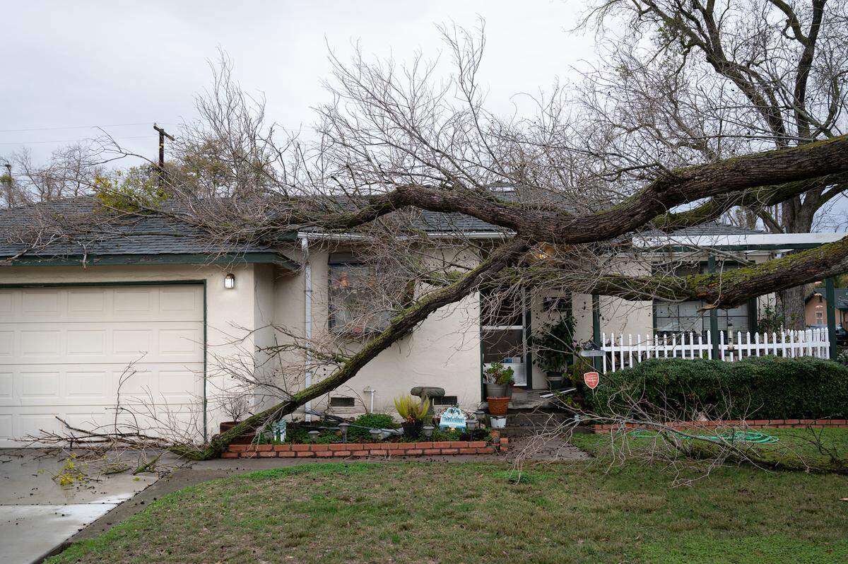 A tree lost some limbs at a home on Del Mar Avenue in Modesto, Calif., Thursday, Jan. 5, 2023.