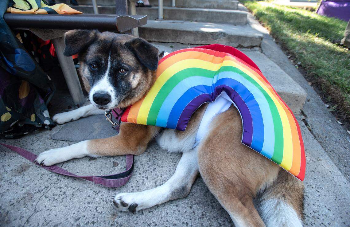A dog named Little Girl wears a rainbow outfit during the MoPride in the Park at Graceada Park in Modesto, Calif., Saturday, Oct. 1, 2022.