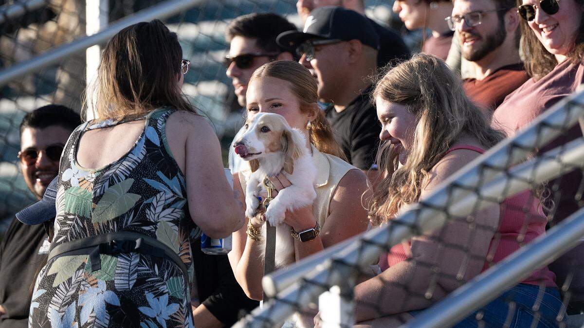 With high temperatures in the 80’s Modesto Nuts fans brought their dogs to the park during “pints and pups” day at John Thurman Field in Modesto, Thursday, July 24, 2025.