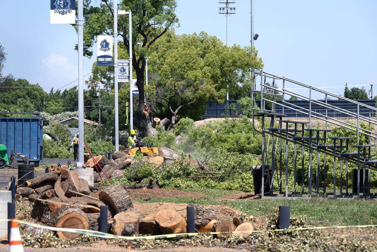 Crews work to remove nine large trees at Downey High School in Modesto, Calif., Thursday, June 1, 2023.
