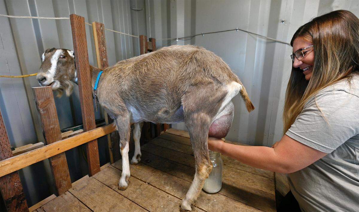 Bethany Riner hand milks Marsh an American LaMancha goat at Mazzeltov Farms in Hughson, Calif., Wednesday, May 17, 2023. Riner uses the milk in her line of goat milk soap products.