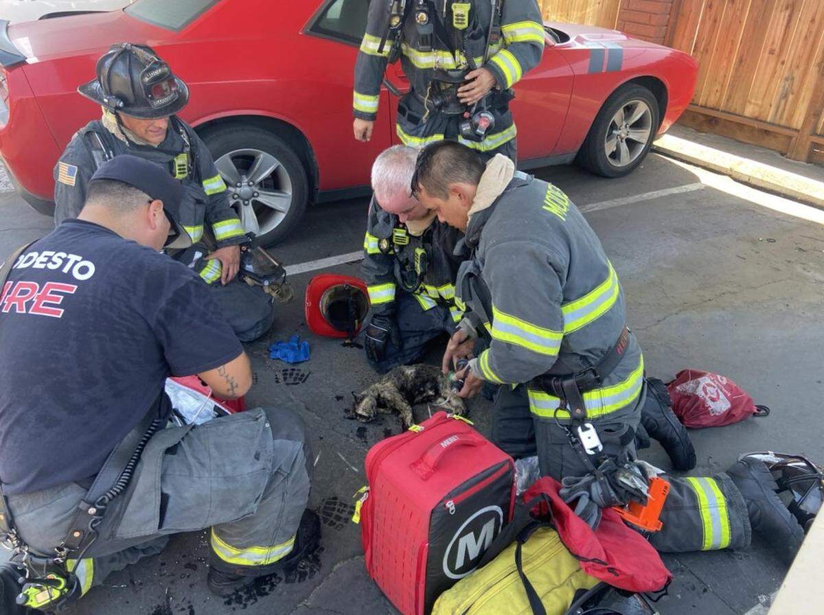 Firefighters provide oxygen to a cat during a three-alarm fire Tuesday, Aug. 16 that damaged eight apartments and displaced eight residents of Casa de Paz, a north Modesto, California complex.