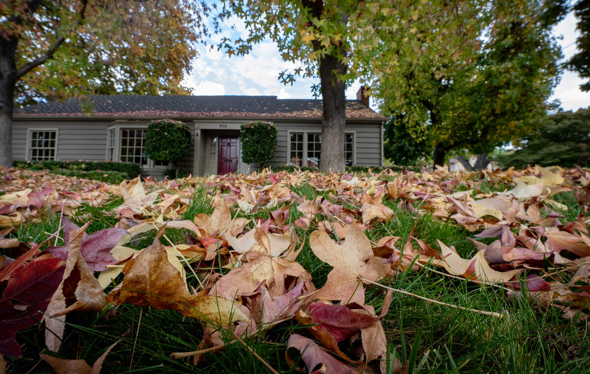 CA tree laws: Who cleans up fallen leaves? Can I pick fruit ...