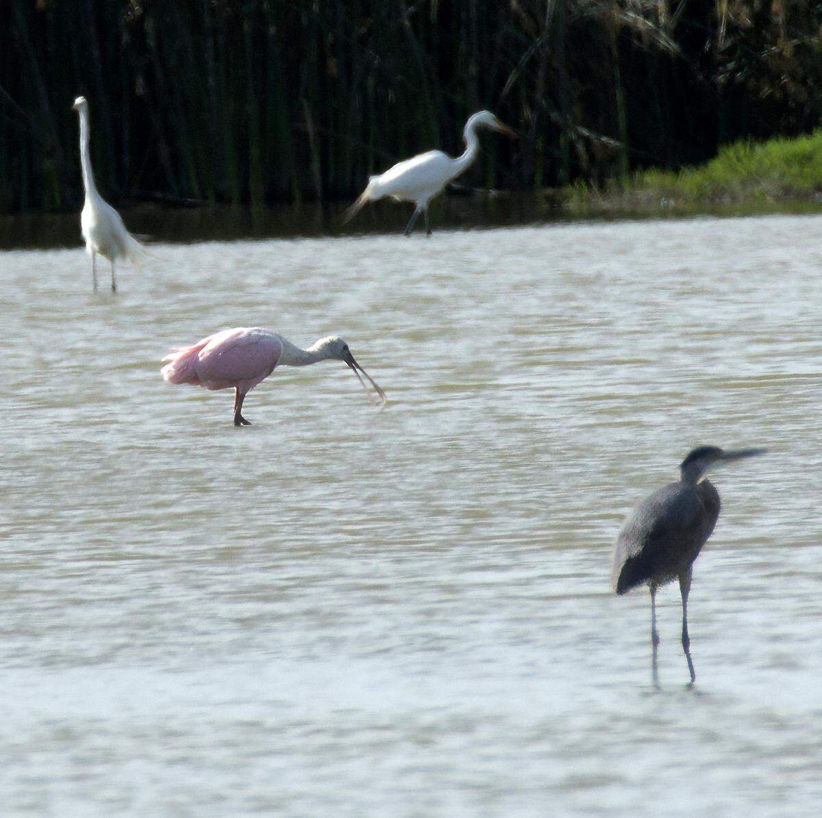 A roseate spoonbill feeds at the San Joaquin River National Wildlife Refuge west of Modesto on April 27.