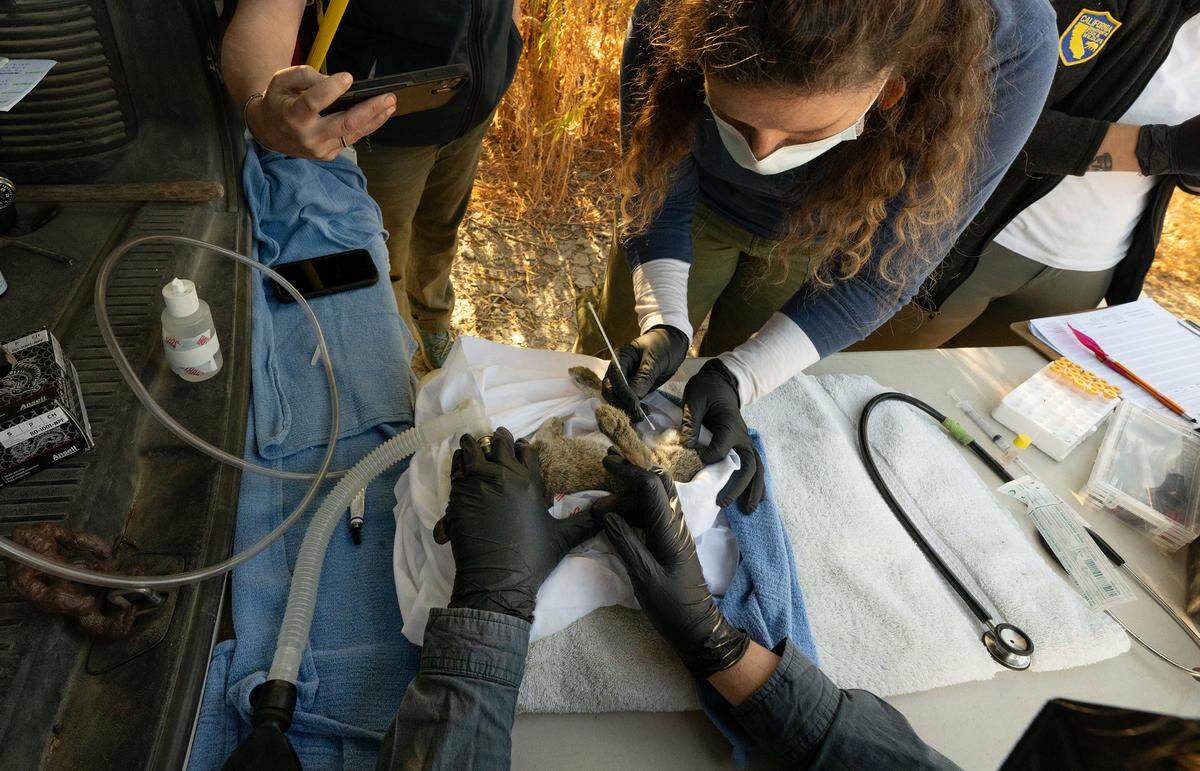 Veterinarian Deana Clifford, middle, and team from California Department of Fish and Wildlife a give a riparian brush rabbit a physical examination and vaccination as part of program to combat rabbit hemorrhagic disease at the San Joaquin River National Wildlife Refuge, Thursday, Oct. 24, 2024.