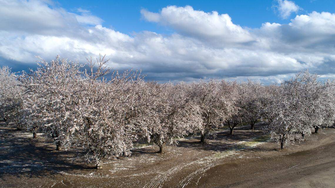 Is it pronounced ‘almond’ or ‘amond’? UC asks public to help crack this tough nut