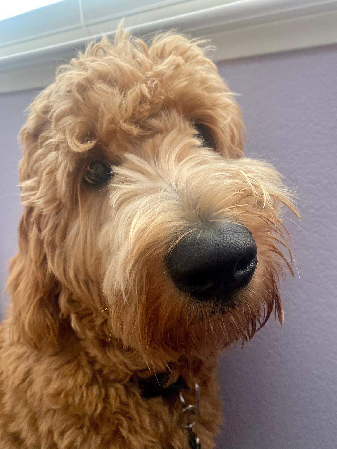 The final votes are in, and Modesto Bee readers have crowned Moose Stanislaus County’s cutest pup.