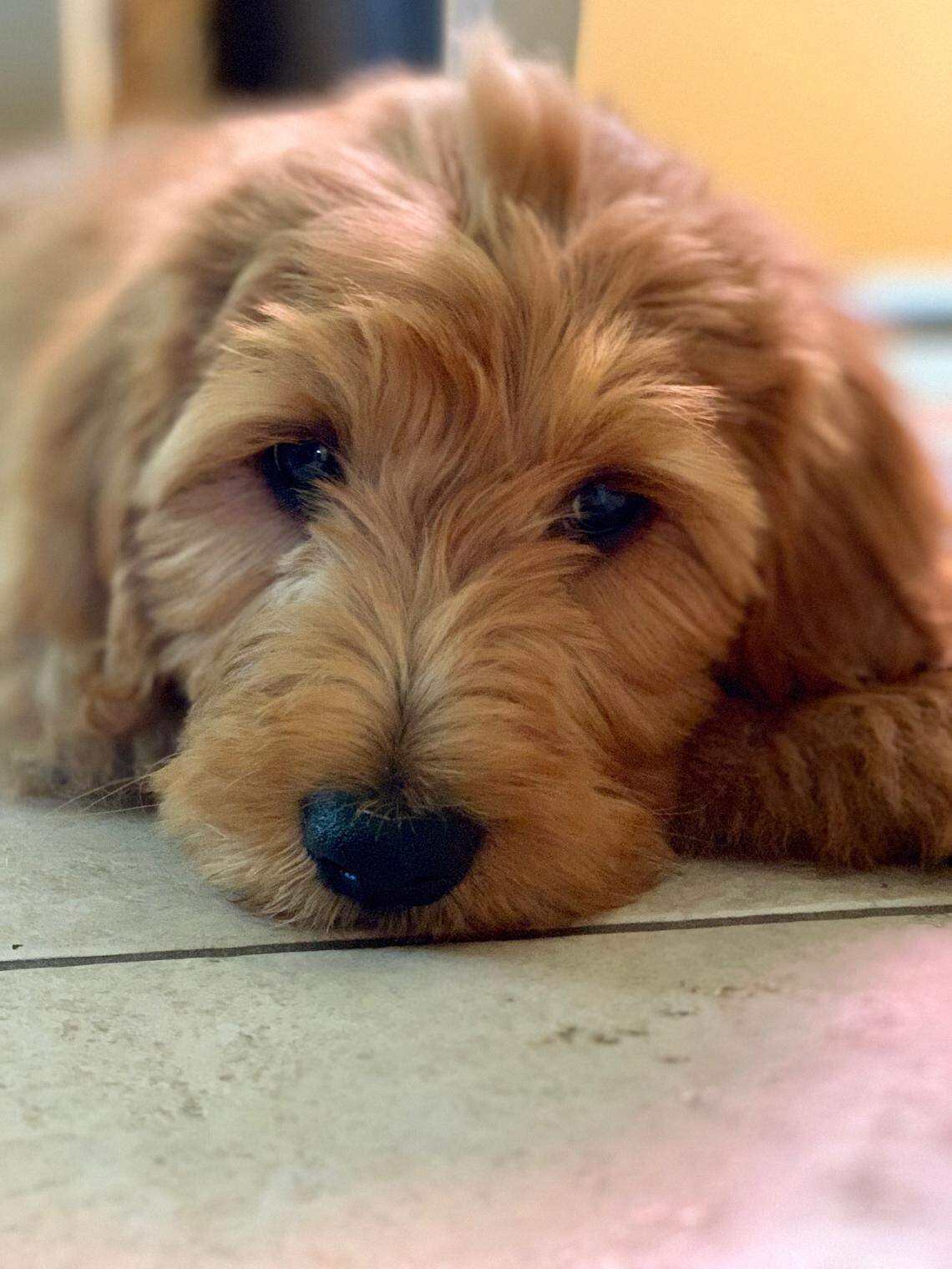 Anita Chowdhary said they adopted Moose in 2019.