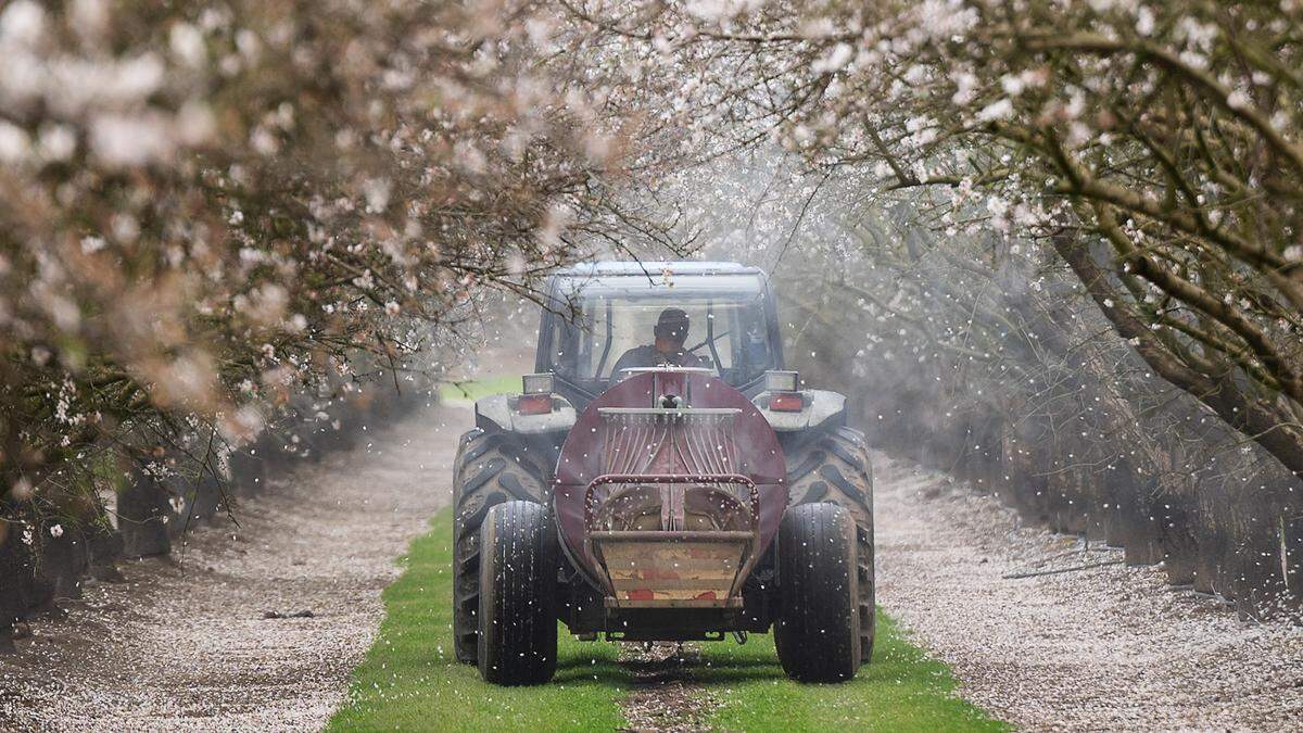 A worker sprays an almond orchard in Modesto in March 2023.