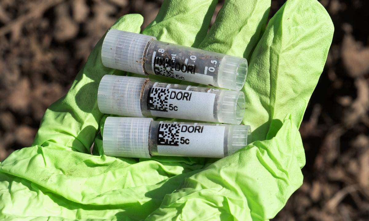 Top soil samples taken from a section of restored farmland at Dos Rios State Park.