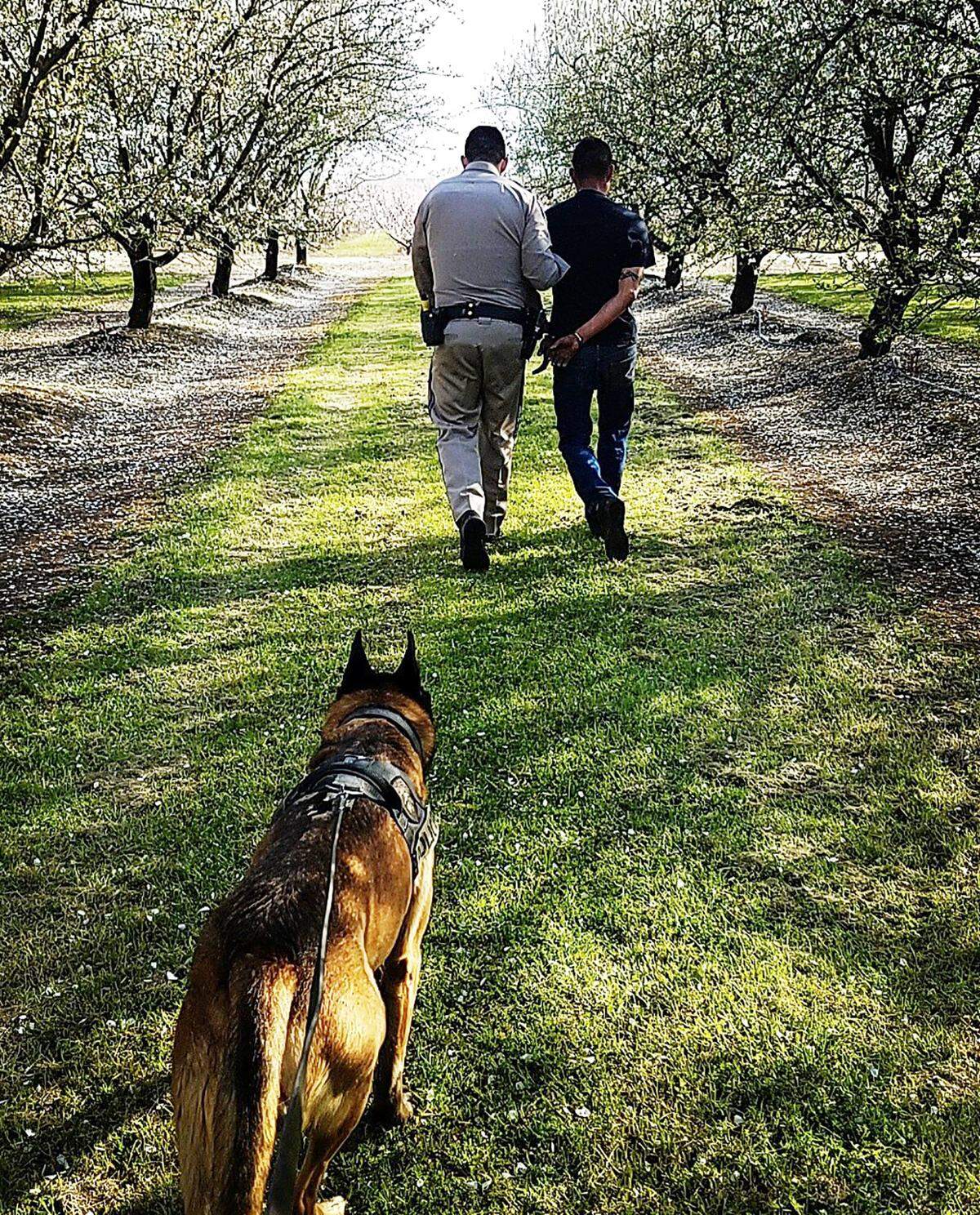Fowles said Pakito’s most popular Facebook photo shows him walking through a blossoming almond orchard after helping to detain a drunk driver who fled from a crash.