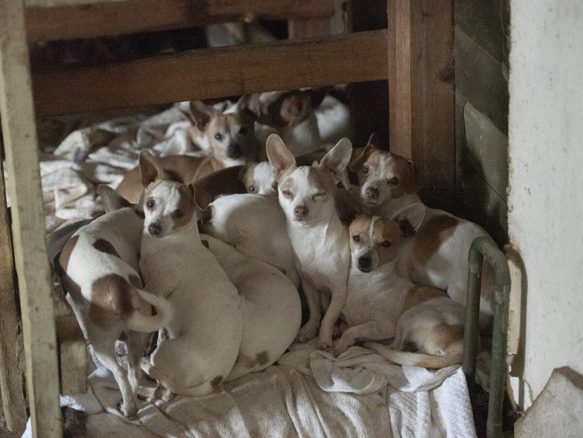 Dozens of male Chihuahuas were discovered living in crowded conditions in the garage, according to rescuers who responded to the Modesto home.