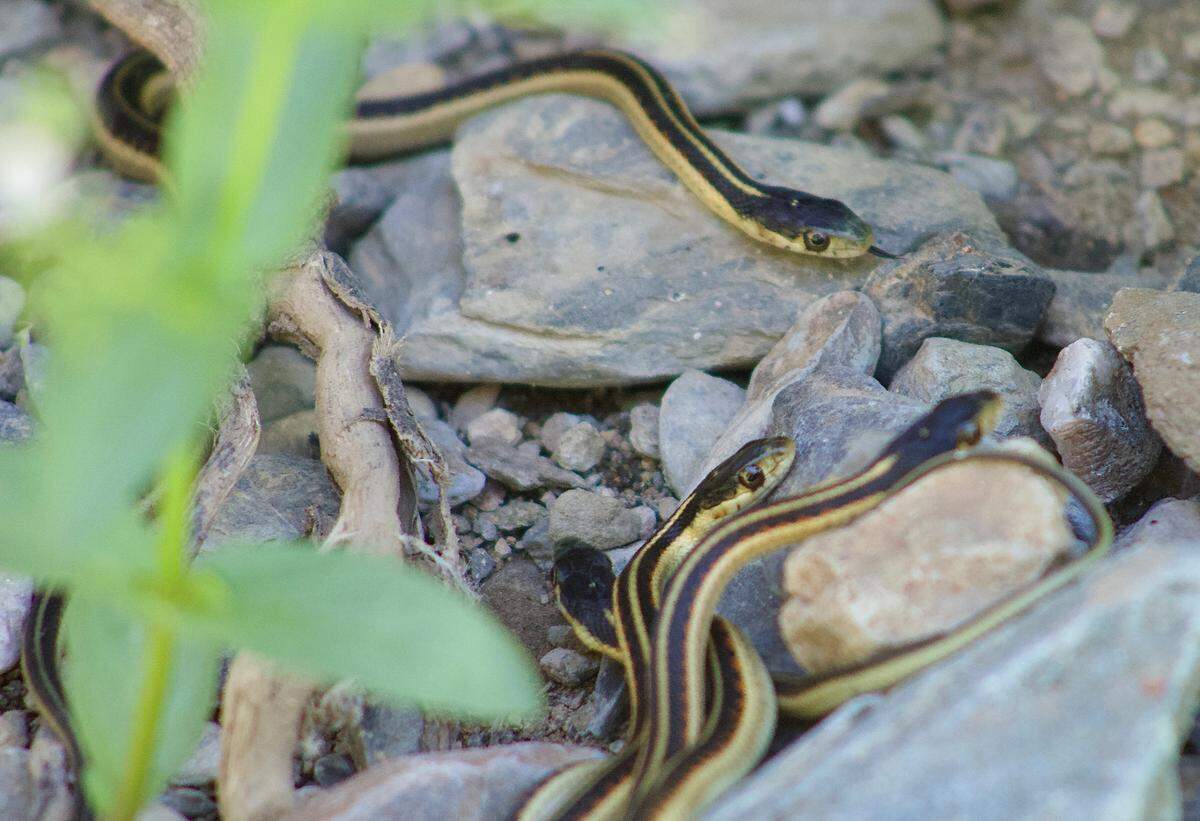 Baby California red-sided garter snakes being released into the wild after being born at The Stanislaus Wildlife Care Center.