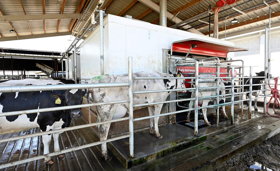 Modesto CA company makes cheese from its own dairy farm | Modesto Bee