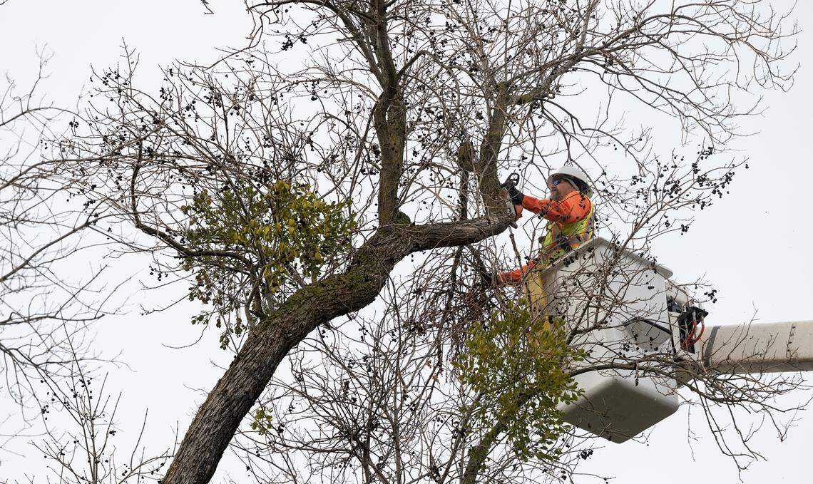 City of Modesto forestry division crew works on a damaged tree on Rowland Avenue in Modesto, Calif., Tuesday, Jan. 3, 2023.