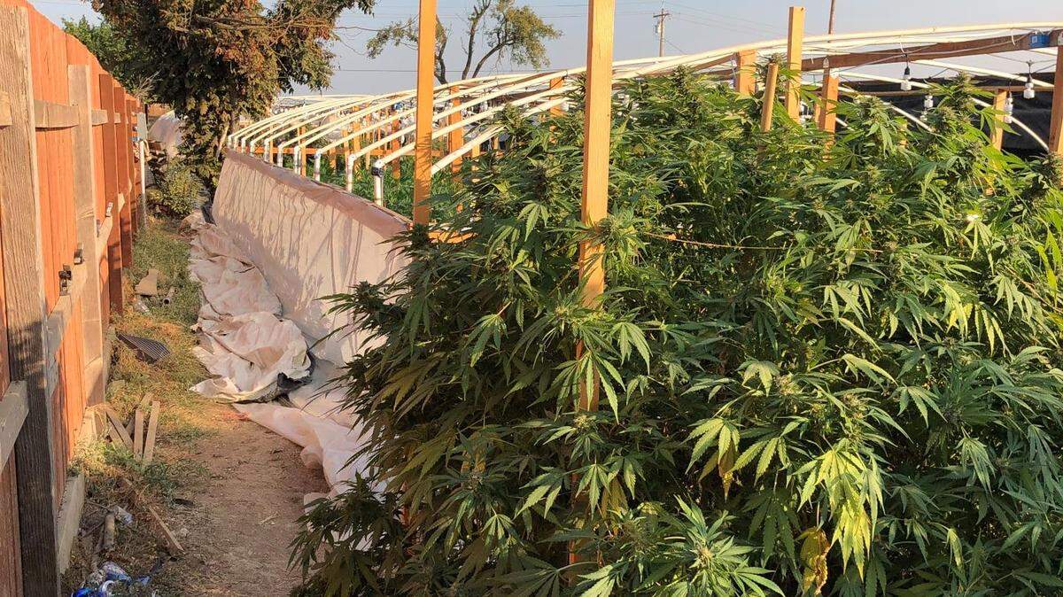 About 1,500 plants were found on an Orange Avenue property in Patterson on Wednesday, Sept. 30, 2020, when Patterson Police Services deputies served a search warrant for an illegal marijuana grow.