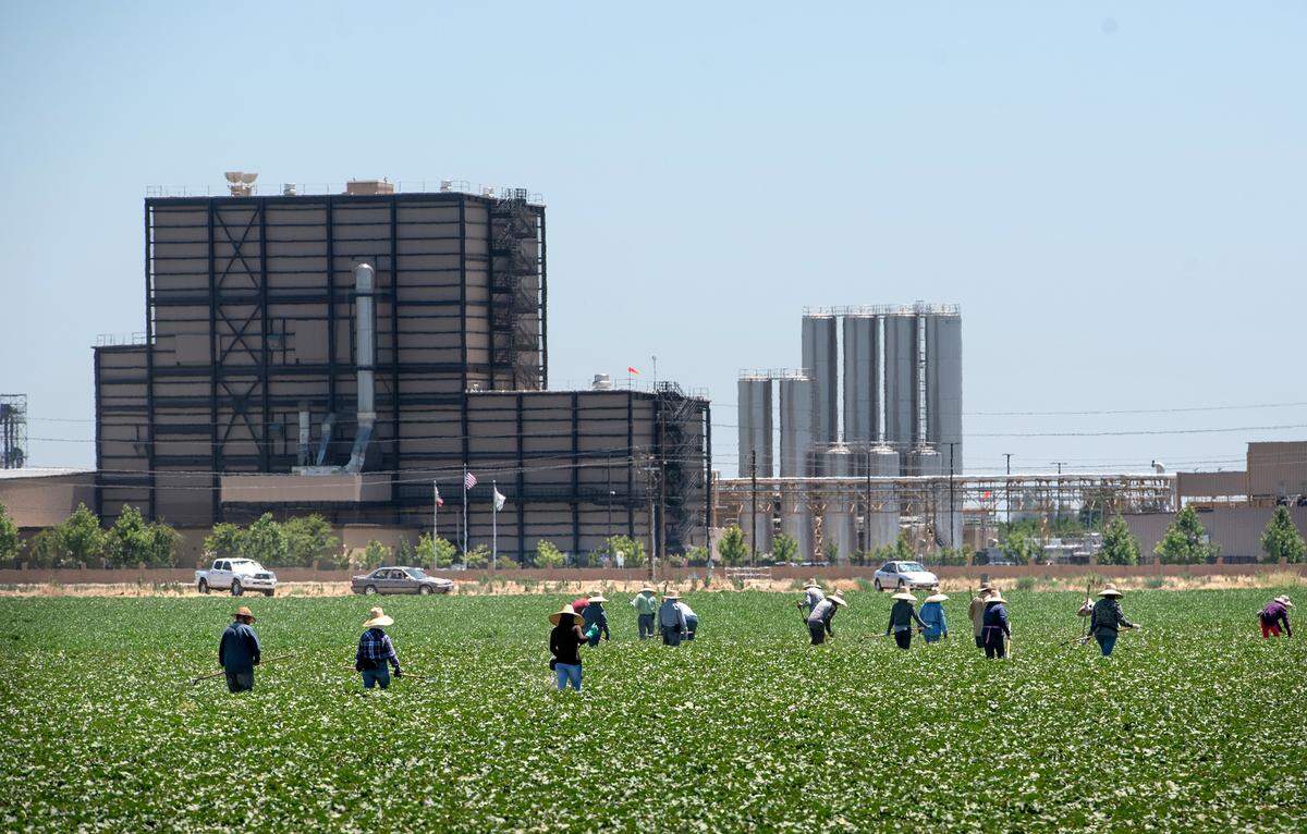 Farm workers tend a field in Turlock in 2019.