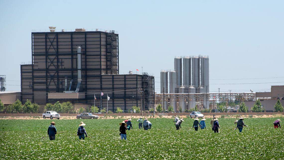 Farm workers tend a field in Turlock. California agriculture supports reauthorizing cap-and-trade to reduce emissions, fund programs like FARMER and protect San Joaquin Valley air quality.