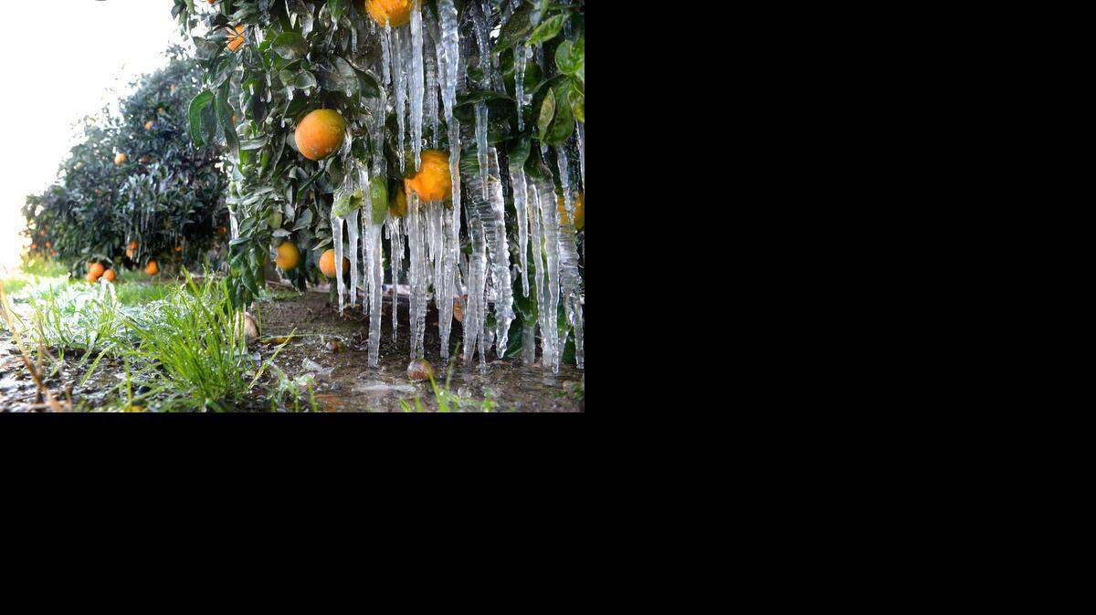 Cold Snap Winter Crops