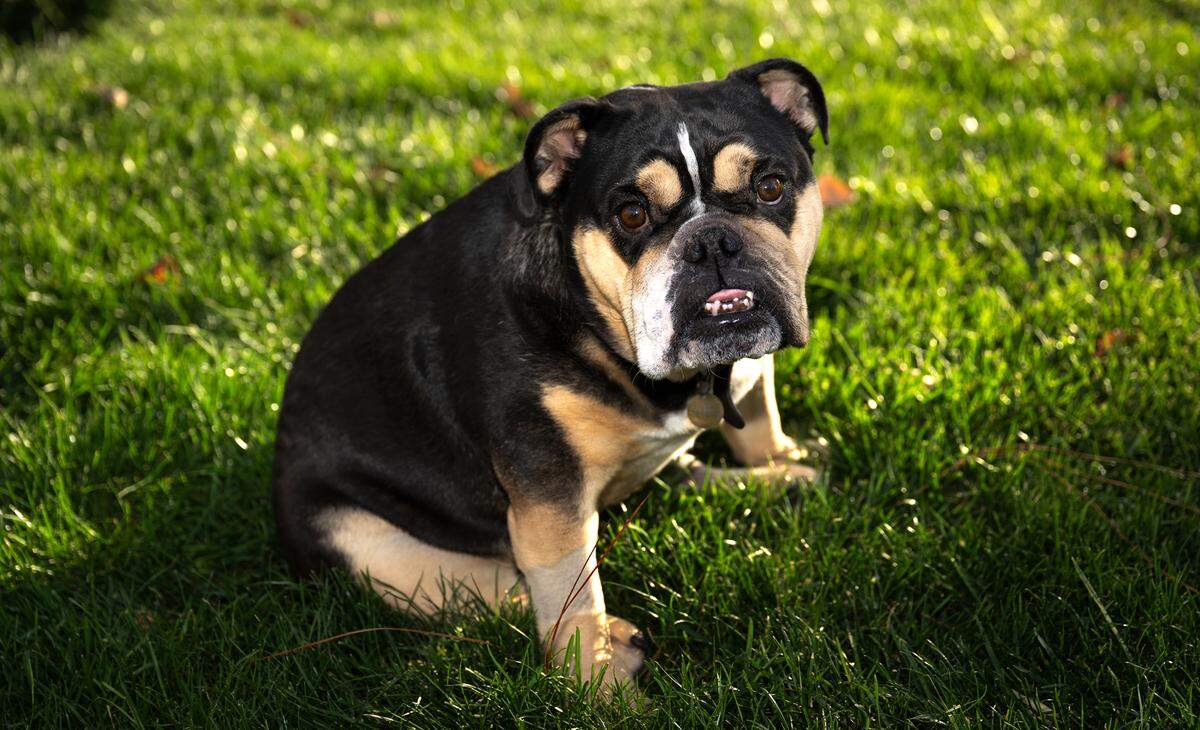 English bulldog Mia has been voted Modesto’s cutest dog. Photographed in Modesto, Friday, Nov. 15, 2024.