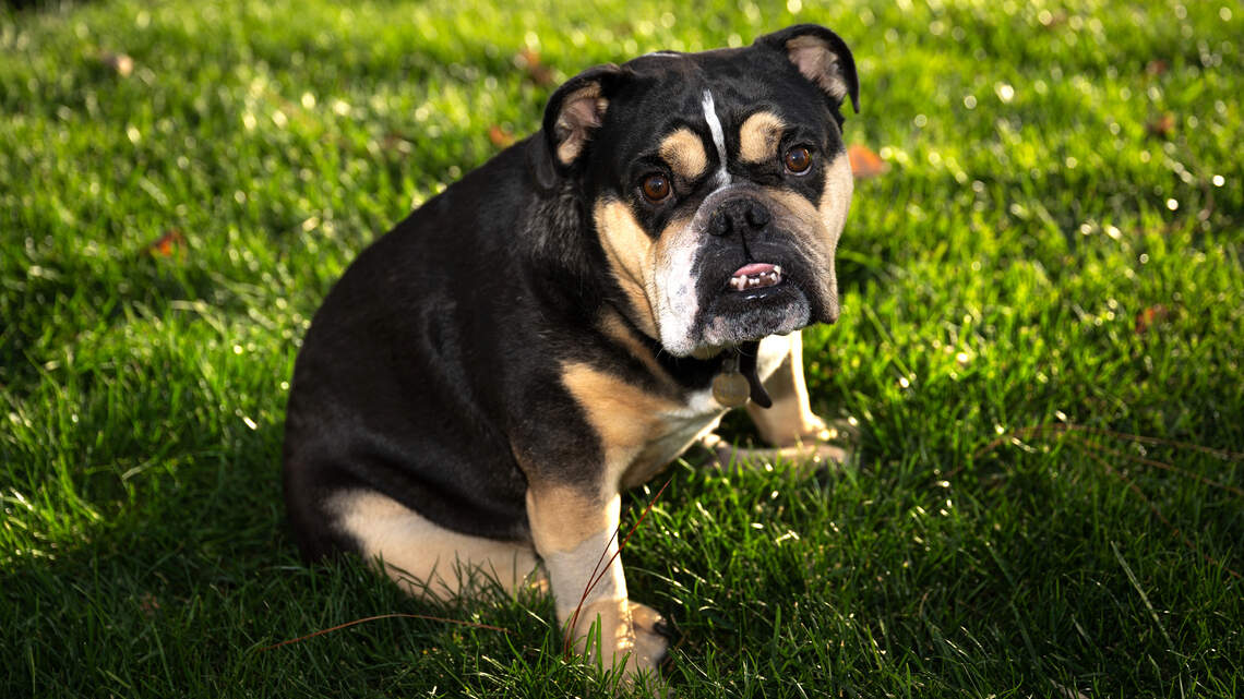 Ghostly but far from ghastly ‘good girl’ wins The Modesto Bee’s cutest dog contest