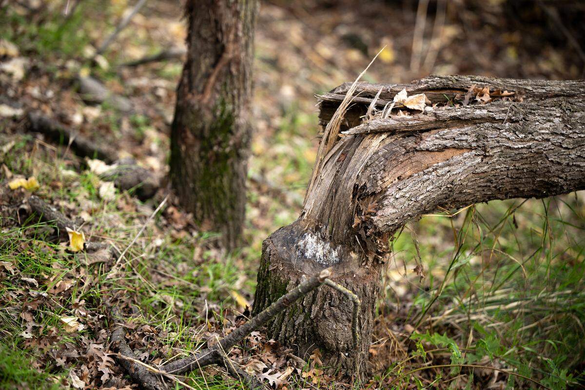 Evidence of beaver activity can be seen on trees along a Dry Creek walking trail in Modesto, Thursday, Dec. 26, 2024.