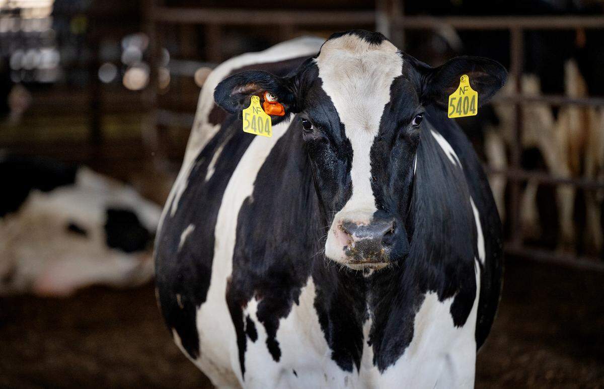 A holstein dairy cow at Nutcher Milk Company in Modesto, Thursday, June 5, 2025. A sensor on the the cow’s ear tracks the health of the animal.