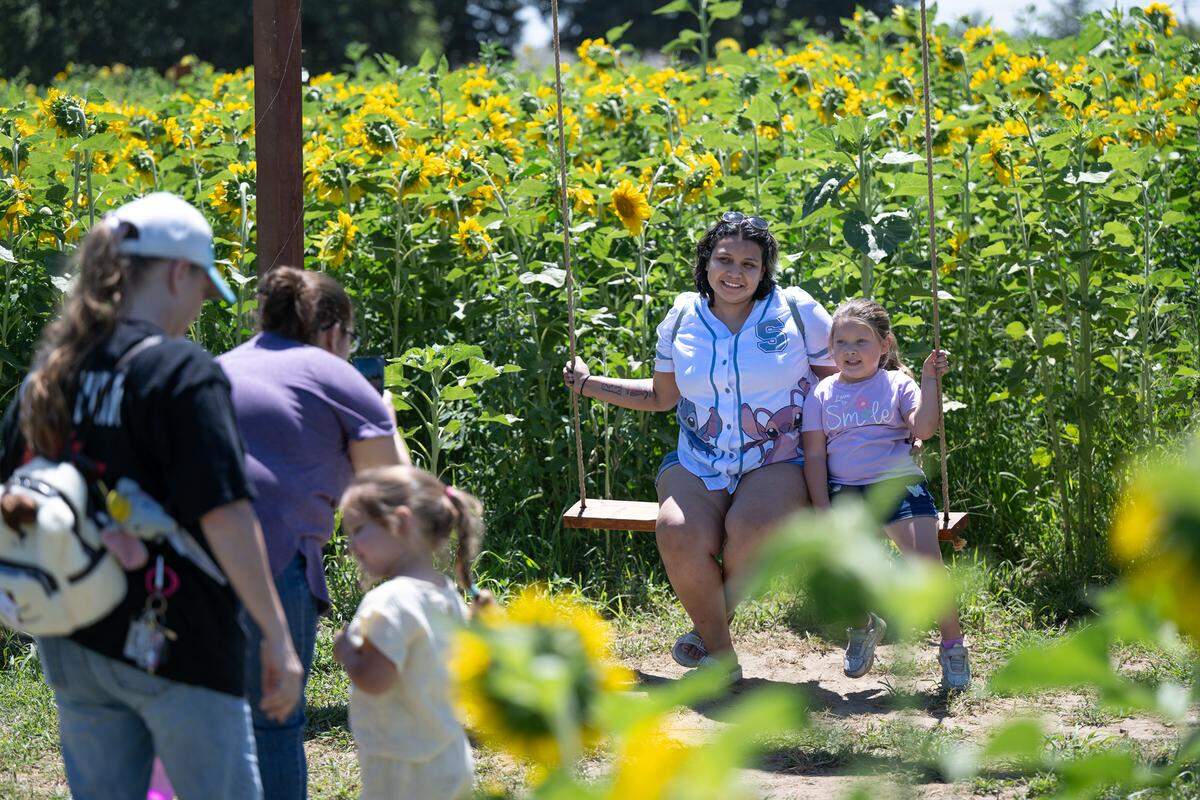 Jasmine Barajas and Savannah Leal, 4, pose for pictures on a swing inside the sunflower patch at Old Tim Bell Farm in Waterford, Calif., Friday, June 28, 2024.