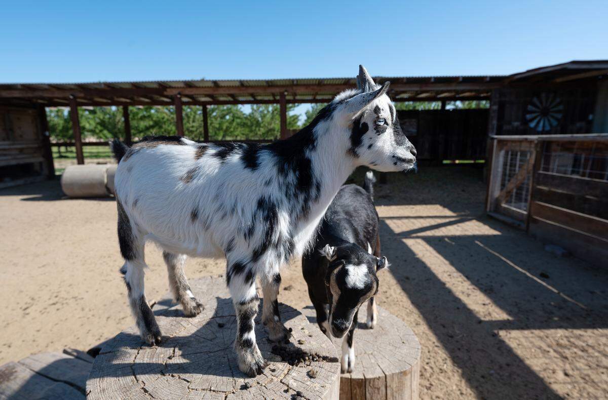 Mazzeltov Farms uses milk from Nigerian pygmy and American Lamancha goats to make artisan soap in Hughson, Calif., Wednesday, May 17, 2023.