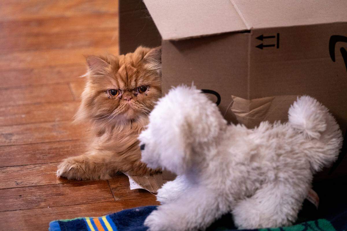 Duchess, owned by Leo and Virginia Aguilera, at their home in Modesto, Calif., Thursday, Sept. 12, 2024. Duchess, a Persian, was voted Modesto’s Cutest Cat.