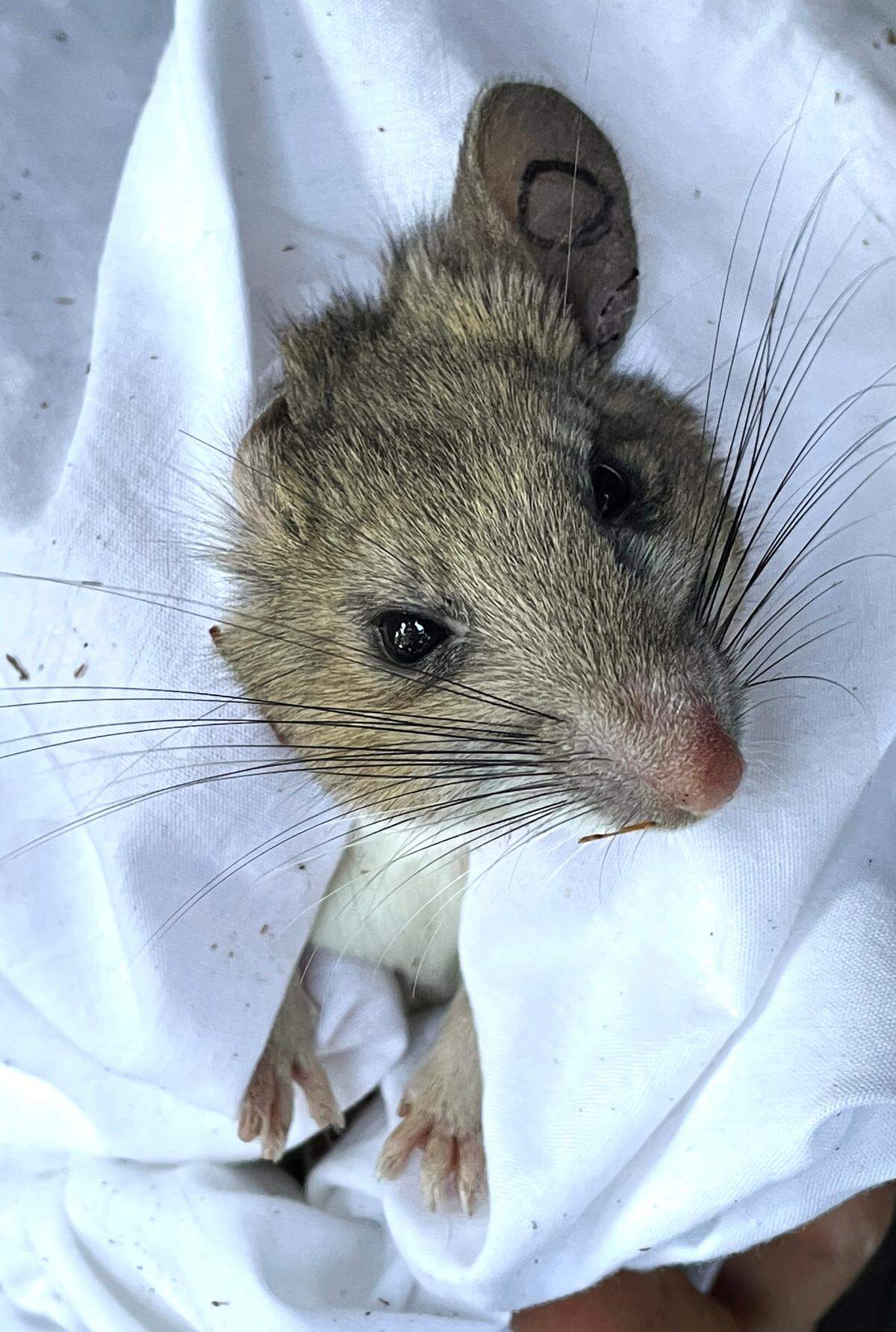 Riparian Woodrat
