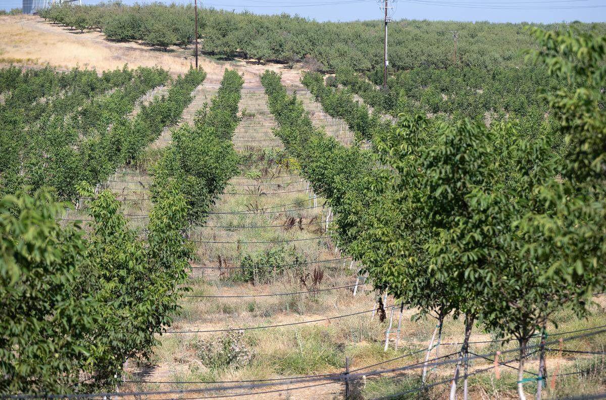 Burroughs Family Farms usa prácticas agrícolas regenerativas en sus huertos de frutos secos al este de Denair, California, el martes 19 de septiembre de 2023.