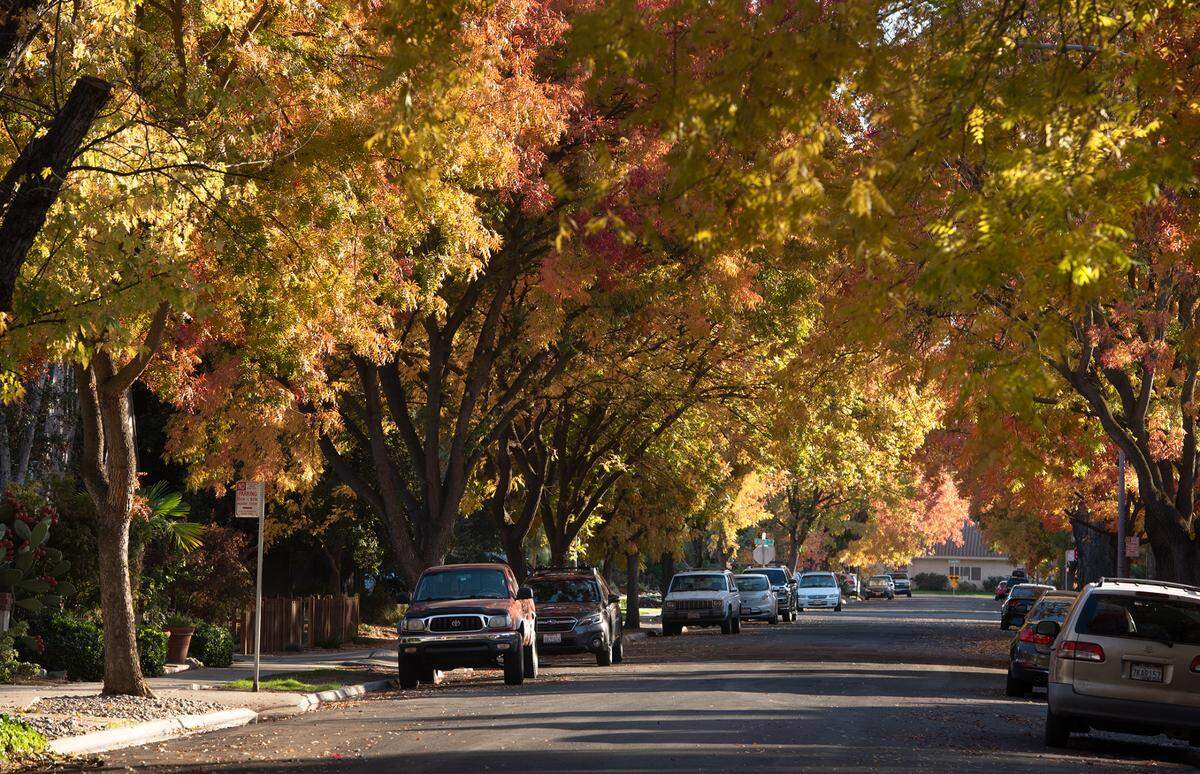 Trees change color on Myrtle Avenue in Modesto, Calif., on Friday, Nov. 20, 2020.