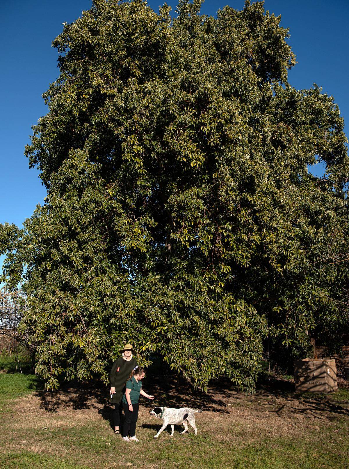 Laura Sexton and her granddaughter Tatum Sexton, 7, stand in front of their 40-foot Puebla avocado tree with their dog Odie in Modesto, Calif., on Wednesday, Feb. 16, 2022.