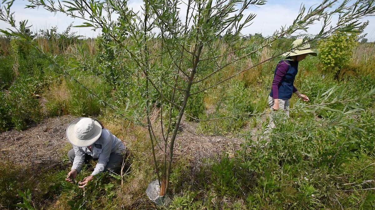 Endangered Species Conservation Biologist Angela Laws, left, and Leah Young-Chung from River Partners, right, are monitoring milkweed plantings for signs of monarch butterfly eggs and caterpillars at Dos Rios Ranch west of Modesto, Calif., on Friday, April 29, 2022.