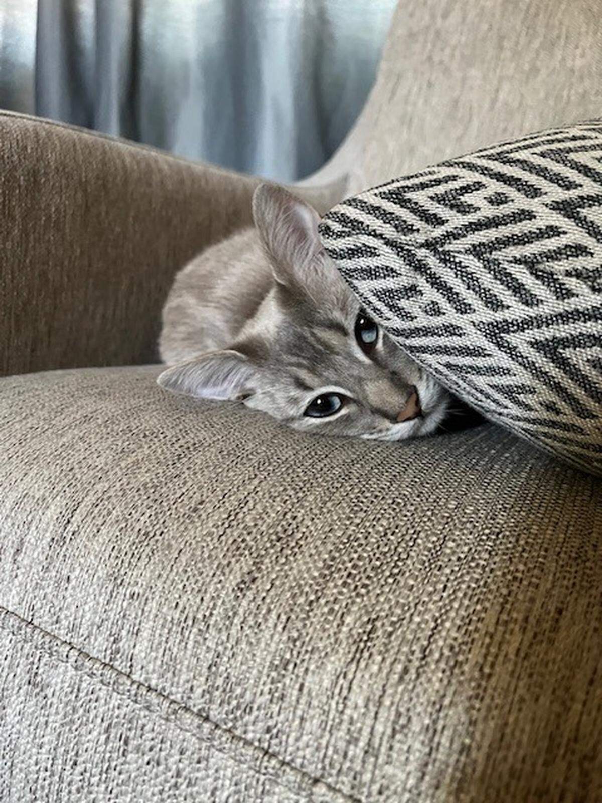 JoJo, a lynx point Siamese from Modesto, claimed the top spot in The Bee’s pet photo contest.