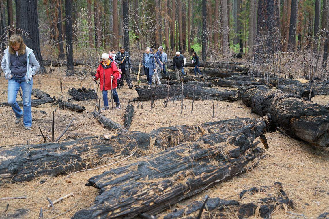 Arnold residents, the Calaveras Big Trees Assosiation, Calaveras County Supervisor Martin Huberty, leader of the Calaveras band of Mi Wuk Indians Adam Lewis and members of the parks department gathered at Calaveras Big Trees State Park Sunday, June 11, 2023, to hike to The Orphans and pray for their survival.